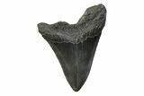 Fossil Megalodon Tooth - South Carolina #341387-1